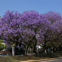 Grafton Biodiversity