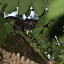 Palm Civet