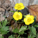 Buttercup