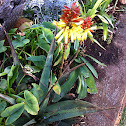 Aloe lutescens