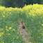 Brown Hare
