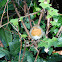 European Robin // Pit-Roig