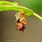 bagworm moth