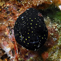Guineafowl Puffer (juvenile)