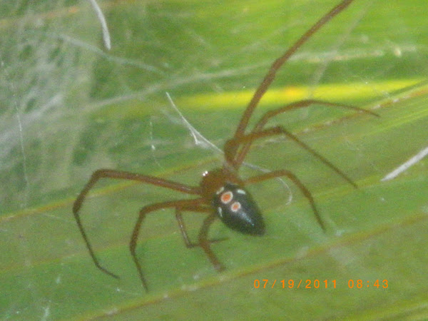 red widow spider pictures