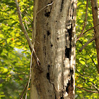 Woodpecker nest holes