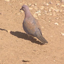 Laughing Dove