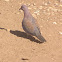 Laughing Dove