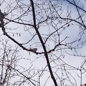 Red-bellied Woodpecker