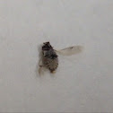Micro nano beetle?