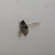 Micro nano beetle?