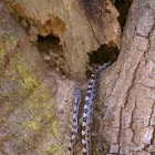 Eastern Rat Snake