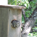 Eastern Screech Owl (grey morph)