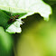 Hover Fly