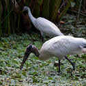 Wood Stork