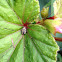 Harvestman