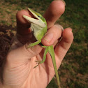 american chameleon