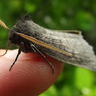 Looper moth