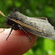 Looper moth