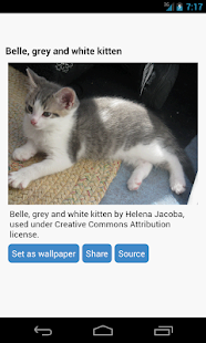 How to download Cat Wallpapers patch 1.2 apk for laptop