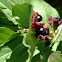 Black Twinberry
