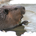 Beaver