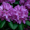 Catawba rhododendron