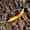 Slug