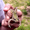Southern leopard frog