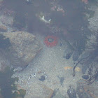Moonglow Anemone