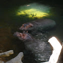 Hippopotamus