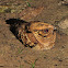 Common Paruaque