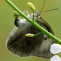 Great Southern White w/eggs