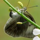 Great Southern White w/eggs