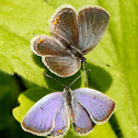 Eastern-tailed-blue