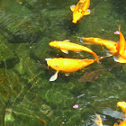 Koi