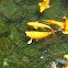 Koi