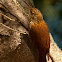 (Scaled woodcreeper)