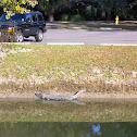 Alligator