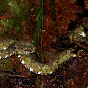 Eyelash Pit Viper