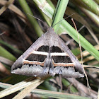 Noctuid Moth