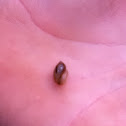 snail