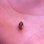 snail