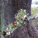 lichen