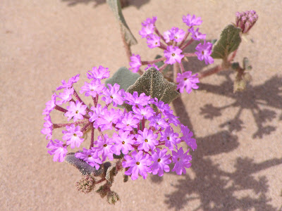 purple flowers