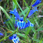 Blue lobelia