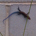 Five-lined Skink