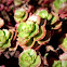 Sedum