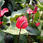Anthurium