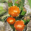 Prickly pear